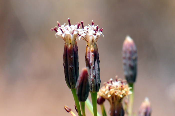 Slender Poreleaf has white of purplish flowers on narrow flower heads and with an exserted curling style (shown on one floret on far leaft). Porophyllum gracile
